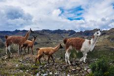 Lamas Family in El Cajas National Park, Ecuador-brizardh-Photographic Print