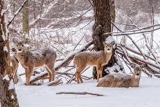 Winter Whitetail Deer-brm1949-Laminated Photographic Print