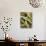 Broad Beans and Pods on a Wooden Surface-Petr Gross-Stretched Canvas displayed on a wall