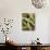 Broad Beans and Pods on a Wooden Surface-Petr Gross-Photographic Print displayed on a wall