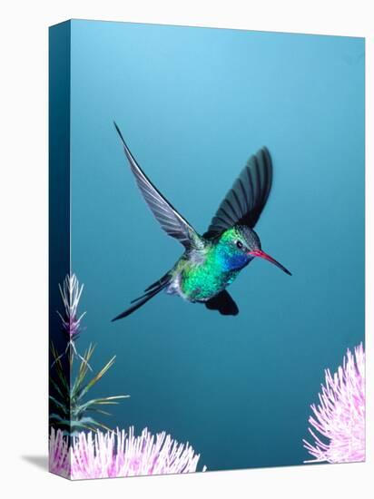 Broad-billed Hummingbird, Arizona, USA-David Northcott-Stretched Canvas