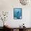 Broad-billed Hummingbird, Arizona, USA-David Northcott-Framed Stretched Canvas displayed on a wall