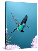 Broad-billed Hummingbird, Arizona, USA-David Northcott-Stretched Canvas