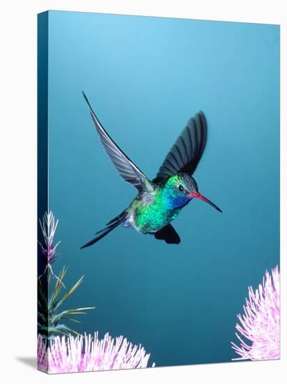 Broad-billed Hummingbird, Arizona, USA-David Northcott-Stretched Canvas