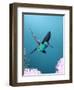 Broad-billed Hummingbird, Arizona, USA-David Northcott-Framed Photographic Print