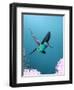 Broad-billed Hummingbird, Arizona, USA-David Northcott-Framed Photographic Print