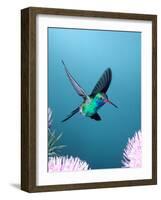 Broad-billed Hummingbird, Arizona, USA-David Northcott-Framed Photographic Print