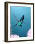 Broad-billed Hummingbird, Arizona, USA-David Northcott-Framed Photographic Print