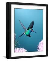 Broad-billed Hummingbird, Arizona, USA-David Northcott-Framed Photographic Print