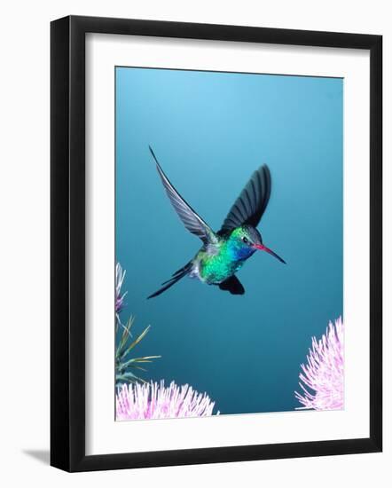 Broad-billed Hummingbird, Arizona, USA-David Northcott-Framed Photographic Print