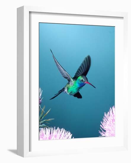 Broad-billed Hummingbird, Arizona, USA-David Northcott-Framed Photographic Print