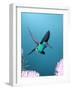 Broad-billed Hummingbird, Arizona, USA-David Northcott-Framed Photographic Print