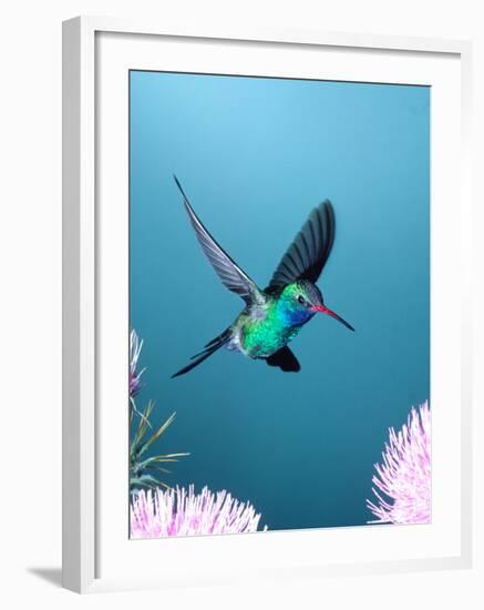 Broad-billed Hummingbird, Arizona, USA-David Northcott-Framed Photographic Print