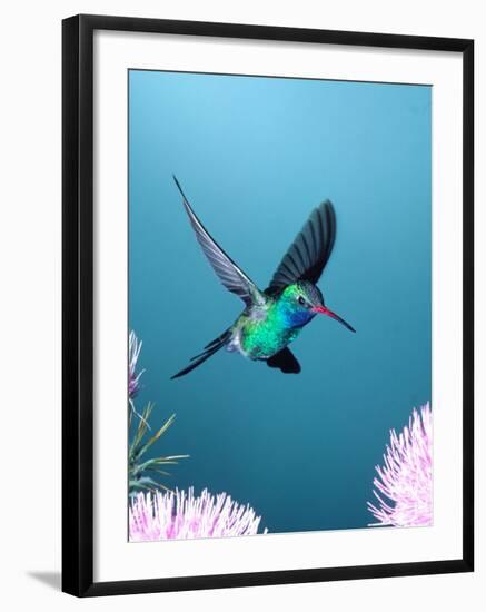 Broad-billed Hummingbird, Arizona, USA-David Northcott-Framed Photographic Print