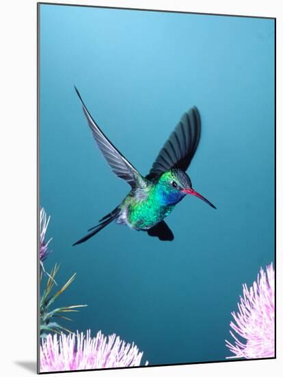 Broad-billed Hummingbird, Arizona, USA-David Northcott-Mounted Photographic Print