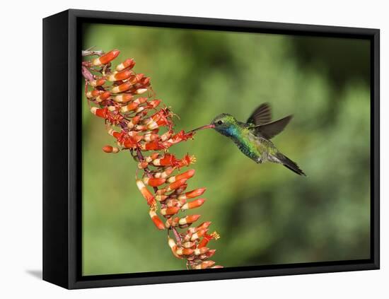 Broad-Billed Hummingbird, Cochise Co, Arizona, Usa-Rebecca Jackrel-Framed Stretched Canvas