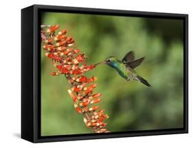 Broad-Billed Hummingbird, Cochise Co, Arizona, Usa-Rebecca Jackrel-Framed Stretched Canvas