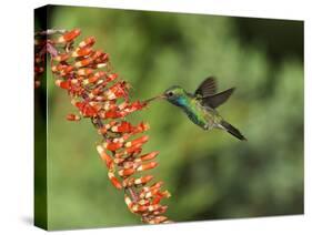 Broad-Billed Hummingbird, Cochise Co, Arizona, Usa-Rebecca Jackrel-Stretched Canvas