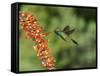 Broad-Billed Hummingbird, Cochise Co, Arizona, Usa-Rebecca Jackrel-Framed Stretched Canvas