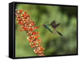 Broad-Billed Hummingbird, Cochise Co, Arizona, Usa-Rebecca Jackrel-Framed Stretched Canvas