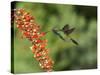 Broad-Billed Hummingbird, Cochise Co, Arizona, Usa-Rebecca Jackrel-Stretched Canvas