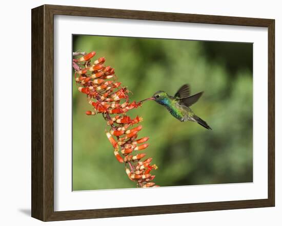 Broad-Billed Hummingbird, Cochise Co, Arizona, Usa-Rebecca Jackrel-Framed Photographic Print