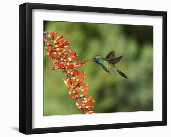 Broad-Billed Hummingbird, Cochise Co, Arizona, Usa-Rebecca Jackrel-Framed Photographic Print