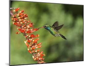 Broad-Billed Hummingbird, Cochise Co, Arizona, Usa-Rebecca Jackrel-Mounted Photographic Print