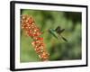 Broad-Billed Hummingbird, Cochise Co, Arizona, Usa-Rebecca Jackrel-Framed Photographic Print