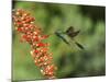 Broad-Billed Hummingbird, Cochise Co, Arizona, Usa-Rebecca Jackrel-Mounted Photographic Print