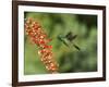 Broad-Billed Hummingbird, Cochise Co, Arizona, Usa-Rebecca Jackrel-Framed Photographic Print