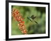 Broad-Billed Hummingbird, Cochise Co, Arizona, Usa-Rebecca Jackrel-Framed Photographic Print