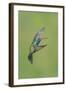 Broad-billed Hummingbird (Cynanthus latirostris) adult male, in flight, Amado, Arizona-Des Ong-Framed Photographic Print