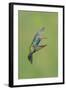 Broad-billed Hummingbird (Cynanthus latirostris) adult male, in flight, Amado, Arizona-Des Ong-Framed Photographic Print