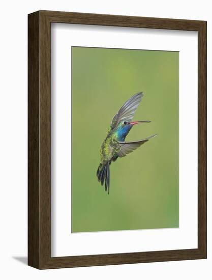 Broad-billed Hummingbird (Cynanthus latirostris) adult male, in flight, Amado, Arizona-Des Ong-Framed Photographic Print