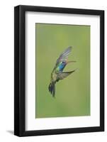 Broad-billed Hummingbird (Cynanthus latirostris) adult male, in flight, Amado, Arizona-Des Ong-Framed Photographic Print