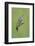 Broad-billed Hummingbird (Cynanthus latirostris) adult male, in flight, Amado, Arizona-Des Ong-Framed Photographic Print