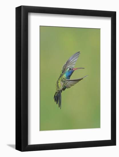 Broad-billed Hummingbird (Cynanthus latirostris) adult male, in flight, Amado, Arizona-Des Ong-Framed Photographic Print