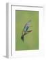 Broad-billed Hummingbird (Cynanthus latirostris) adult male, in flight, Amado, Arizona-Des Ong-Framed Photographic Print