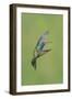 Broad-billed Hummingbird (Cynanthus latirostris) adult male, in flight, Amado, Arizona-Des Ong-Framed Photographic Print