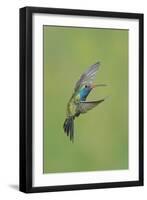Broad-billed Hummingbird (Cynanthus latirostris) adult male, in flight, Amado, Arizona-Des Ong-Framed Photographic Print