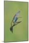 Broad-billed Hummingbird (Cynanthus latirostris) adult male, in flight, Amado, Arizona-Des Ong-Mounted Photographic Print