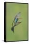 Broad-billed Hummingbird (Cynanthus latirostris) adult male, in flight, Amado, Arizona-Des Ong-Framed Stretched Canvas