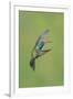 Broad-billed Hummingbird (Cynanthus latirostris) adult male, in flight, Amado, Arizona-Des Ong-Framed Photographic Print