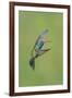 Broad-billed Hummingbird (Cynanthus latirostris) adult male, in flight, Amado, Arizona-Des Ong-Framed Photographic Print