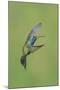 Broad-billed Hummingbird (Cynanthus latirostris) adult male, in flight, Amado, Arizona-Des Ong-Mounted Photographic Print