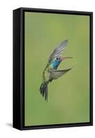 Broad-billed Hummingbird (Cynanthus latirostris) adult male, in flight, Amado, Arizona-Des Ong-Framed Stretched Canvas