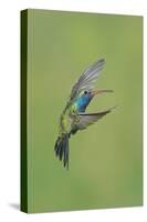 Broad-billed Hummingbird (Cynanthus latirostris) adult male, in flight, Amado, Arizona-Des Ong-Stretched Canvas