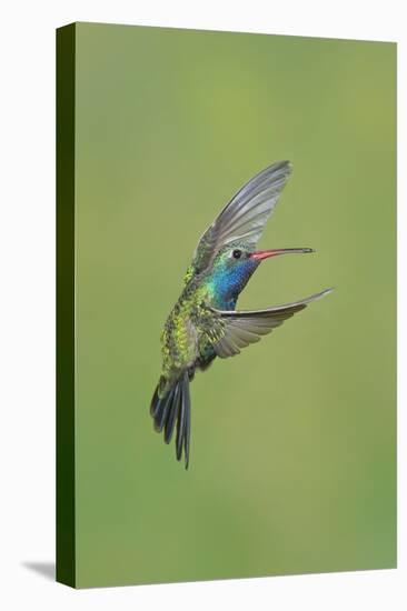 Broad-billed Hummingbird (Cynanthus latirostris) adult male, in flight, Amado, Arizona-Des Ong-Stretched Canvas