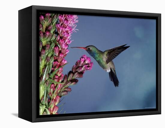 Broad Billed Hummingbird (Cynanthus Latirostris) Az, USA Madera Canyon, Arizona-Mary Mcdonald-Framed Stretched Canvas